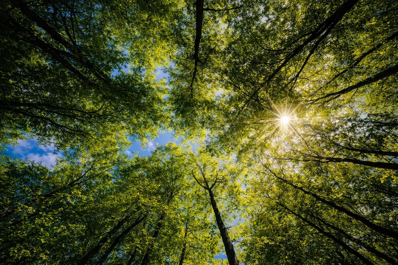 Sustainable Growth